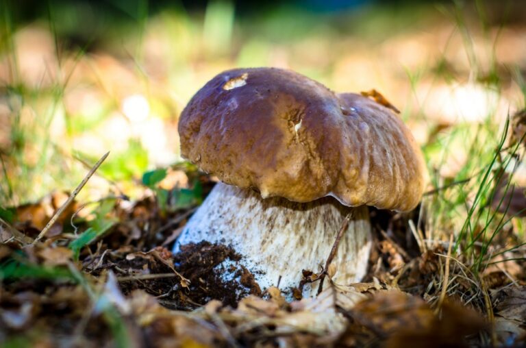 Comment Reconna Tre Les Champignons Comestibles Au Qu Bec