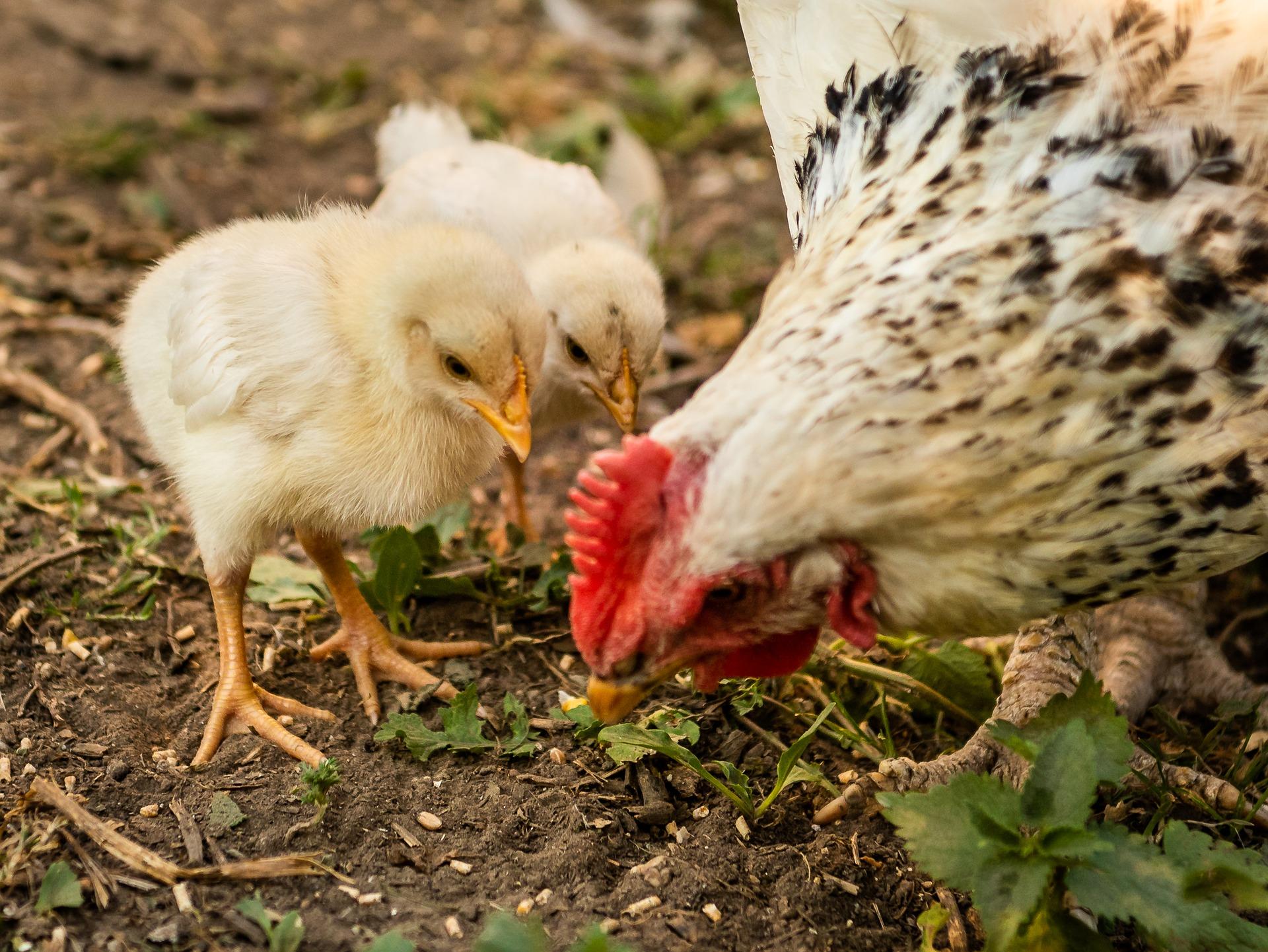 Est ce que les poules mangent les épluchures de champignons