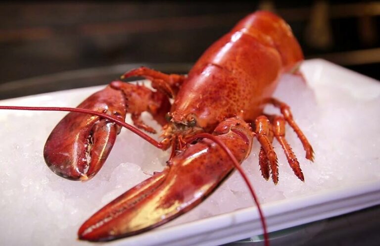 Accords Mets et Vins : Crustacés et Mollusques