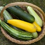 Comment conserver le pourpier l'hiver ?