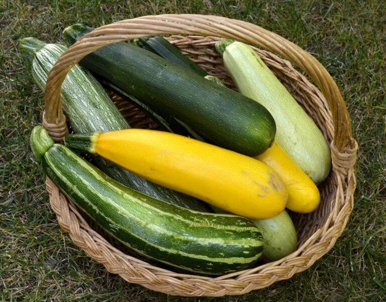 Comment conserver le pourpier l'hiver ?