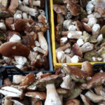 Comment conserver une ratatouille maison ?