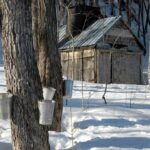 Comment faire du sirop d érable à la maison ?