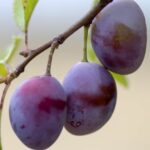 Comment faire pousser un litchi à partir du noyau ?