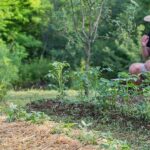 Comment garder la couleur verte du brocoli ?