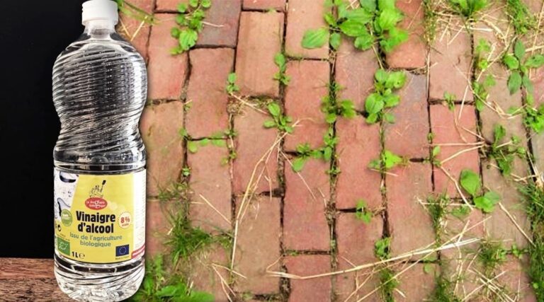 Comment manger le soir pour maigrir ?