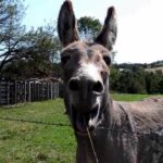 Comment on fait de la glace ?