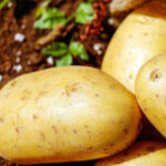 Comment rattraper des pomme de terre pas assez cuite ?