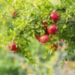 Comment s'appelle l'arbre de la nectarine ?