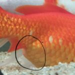 Comment savoir si mais est cuit ?