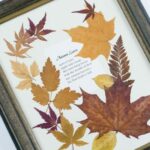 Comment sécher le pourpier ?