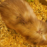 Est-ce que la peau de la sole se mange ?