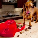 Est-ce que le pourpier se mange ?