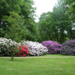 Où planter plante à huître ?