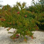 Où planter un Brugnonier ?