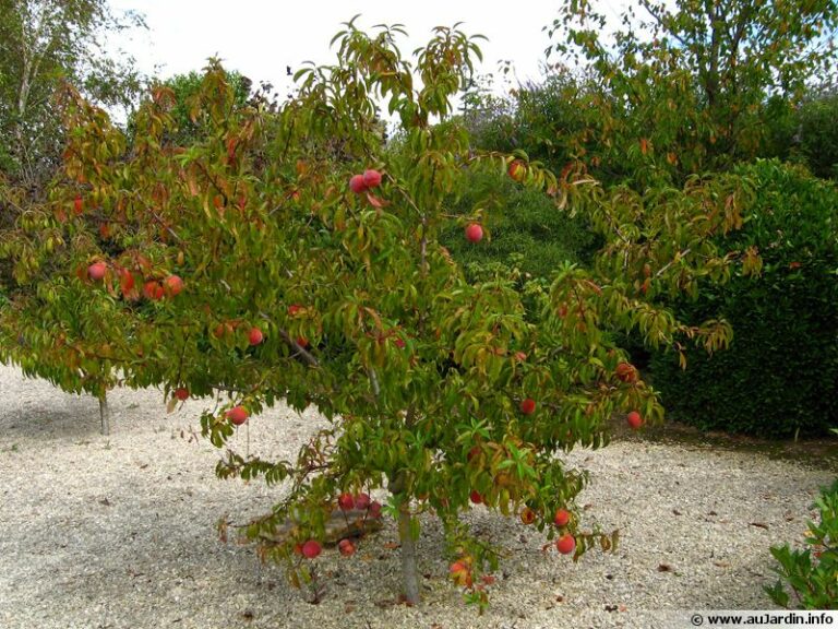 Où planter un Brugnonier ?