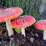 Où pousse amanite des Césars ?