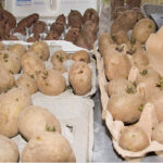 Pourquoi les pommes de terre ne cuisent pas ?