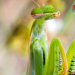 Pourquoi on dit magret ?