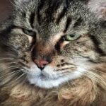 Quel est le plus vieux légume du monde ?