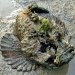 Quel est le poisson le plus venimeux ?