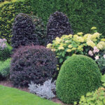 Quel plante pour faire du pesto ?