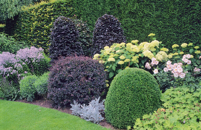 Quel plante pour faire du pesto ?