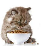 Quel pourpier se mange ?