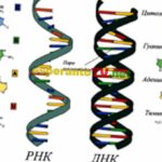 Quelle est la différence entre acide et amer ?