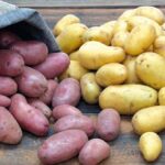 Quelle est la meilleure variété de pomme de terre ?