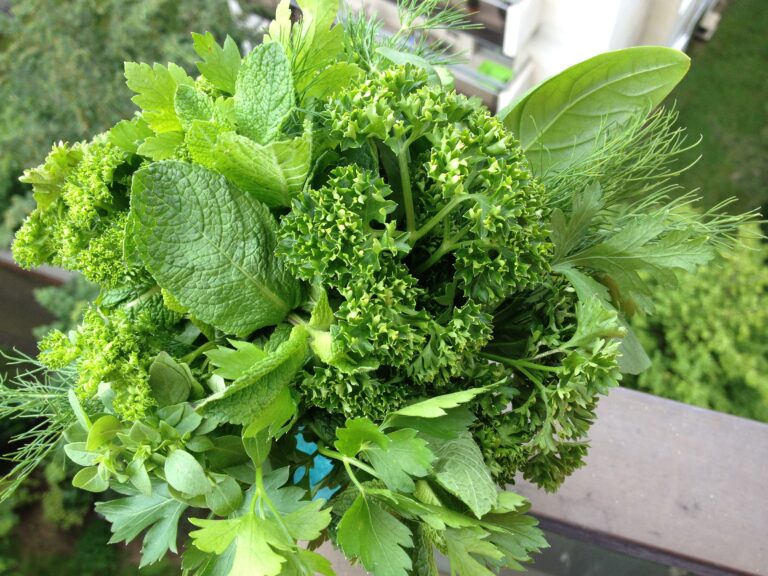 Quelles herbes pour le saumon ? Quelles herbes pour le saumon ?