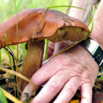 Quels sont les champignons mortels ?