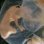 Where is fillet on a cow?