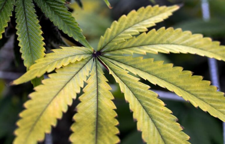 Elle a ajouté de la marijuana à la nourriture lors des mariages et a rendu ses invités malades