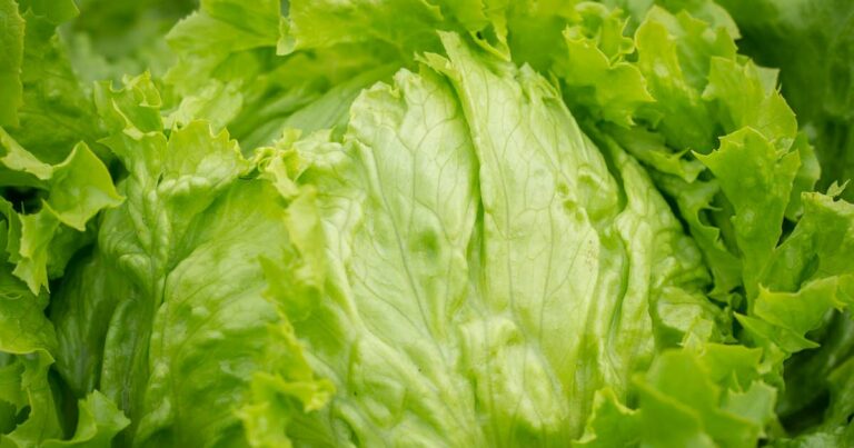 La nutrition. Connaissez-vous tous les bienfaits de la salade ?