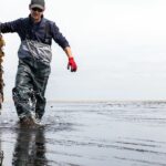 Récolte de wakamé, une algue comestible, sur l'île de Ré.