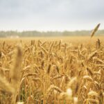 La flambée des prix alimentaires augmente les risques de troubles sociaux en Afrique, selon le FMI