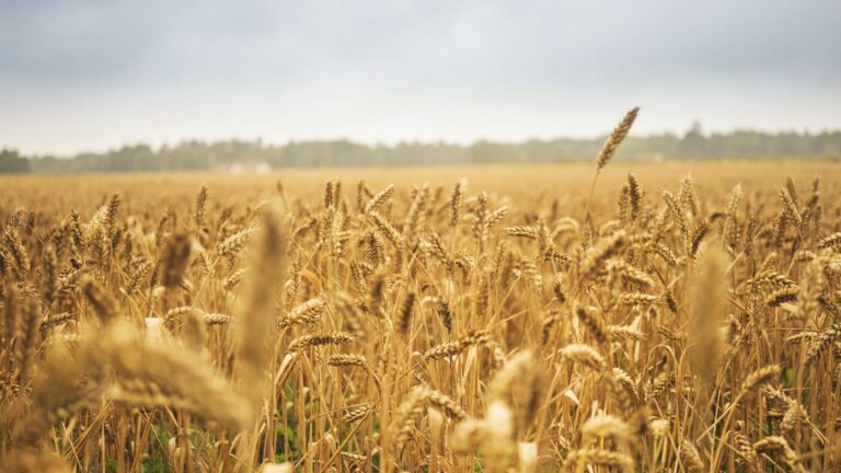 La flambée des prix alimentaires augmente le risque de troubles sociaux en Afrique, selon le FMI La flambée des prix alimentaires augmente les risques de troubles sociaux en Afrique, selon le FMI