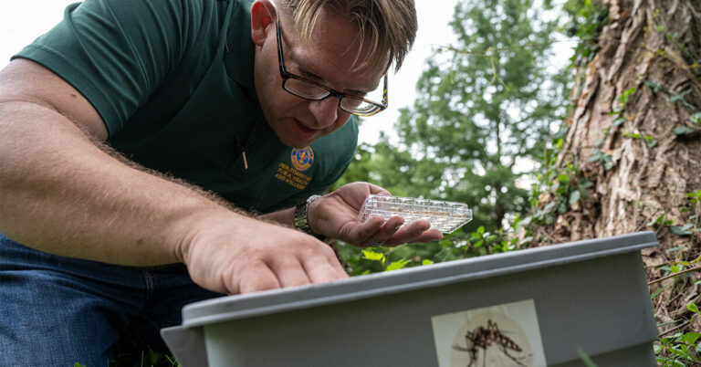 La maladie du Nil occidental se propage dans tous les États américains continentaux : ce qu’il faut savoir