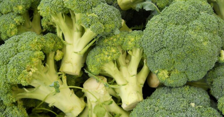 La nutrition. Pourquoi le brocoli est un « super aliment » sain