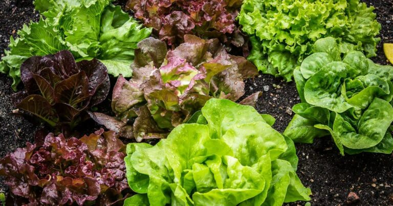 La nutrition. Quels sont les bienfaits de la salade ?