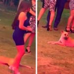 Vidéos: Un chien s'introduit dans une fête et tente d'atteindre la nourriture sans se faire remarquer.