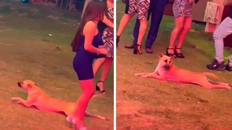 Le chien se faufile dans la fête et essaie d’obtenir de la nourriture sans se faire remarquer Vidéos: Un chien s'introduit dans une fête et tente d'atteindre la nourriture sans se faire remarquer.