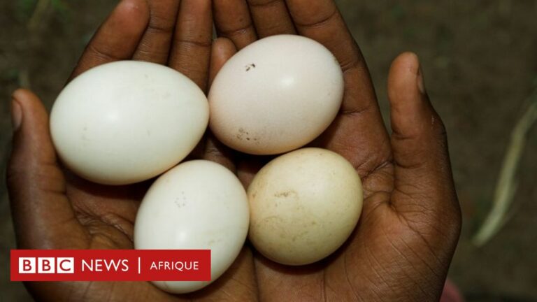 Nutrition : y a-t-il un lien entre la consommation d’œufs et les maladies cardiaques ?