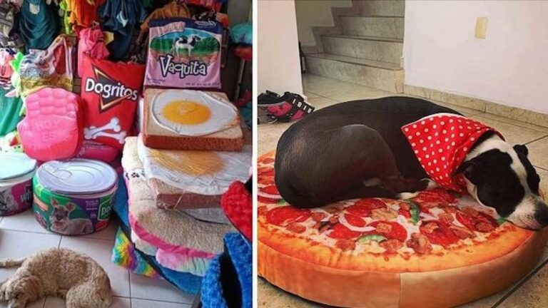 Un refuge pour chiens vend des lits en forme de nourriture pour payer les médicaments Un refuge pour chiens vend des lits en forme de nourriture pour payer les médicaments