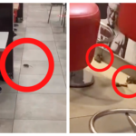 Des souris se baladant dans un restaurant KFC de Strasbourg ont &eacute;t&eacute; film&eacute;es.
