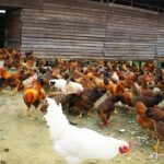 Un élevage traditionnel de poulets en Malaisie.