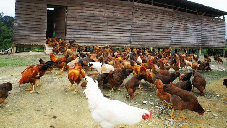 Blé, sucre, poulet… Les embargos asiatiques menacent la sécurité alimentaire mondiale Un élevage traditionnel de poulets en Malaisie.