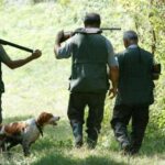 C'est quoi la galinette cendrée ?