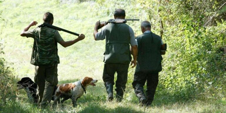 C'est quoi la galinette cendrée ?
